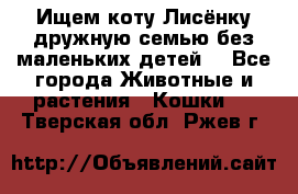 Ищем коту Лисёнку дружную семью без маленьких детей  - Все города Животные и растения » Кошки   . Тверская обл.,Ржев г.